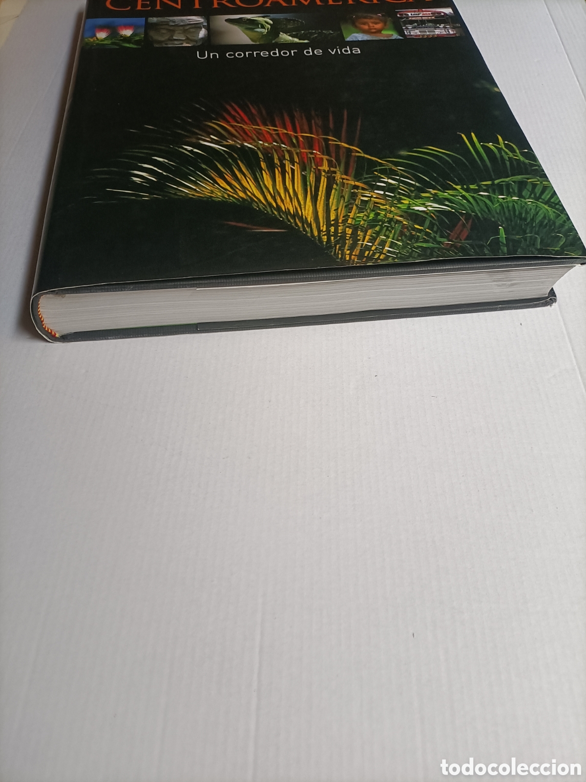 Libros de segunda mano: Centroam&eacute;rica. Un corredor de vida - Foto 2