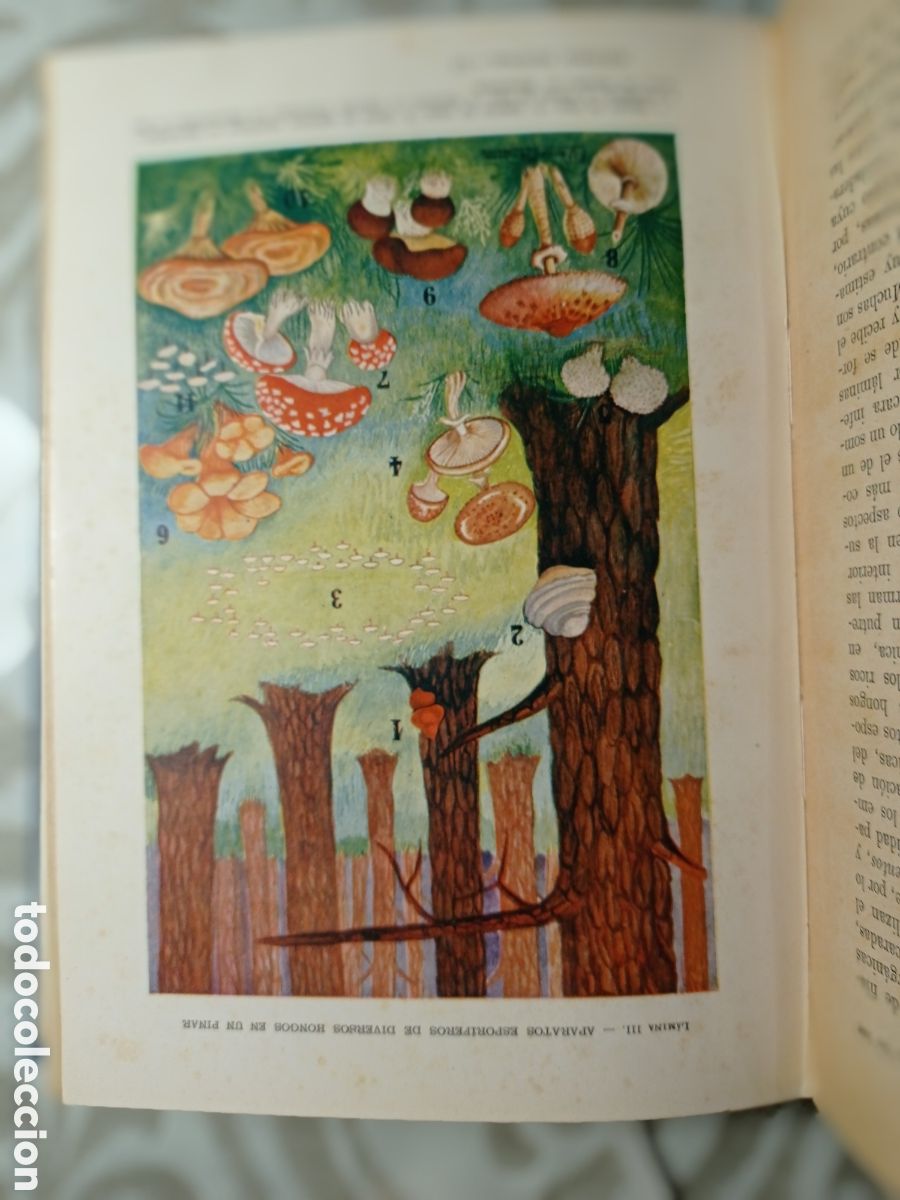 Libros de segunda mano: CELSO AR&Eacute;VALO. HISTORIA NATURAL. ED. SOPENA. 1947. - Foto 5