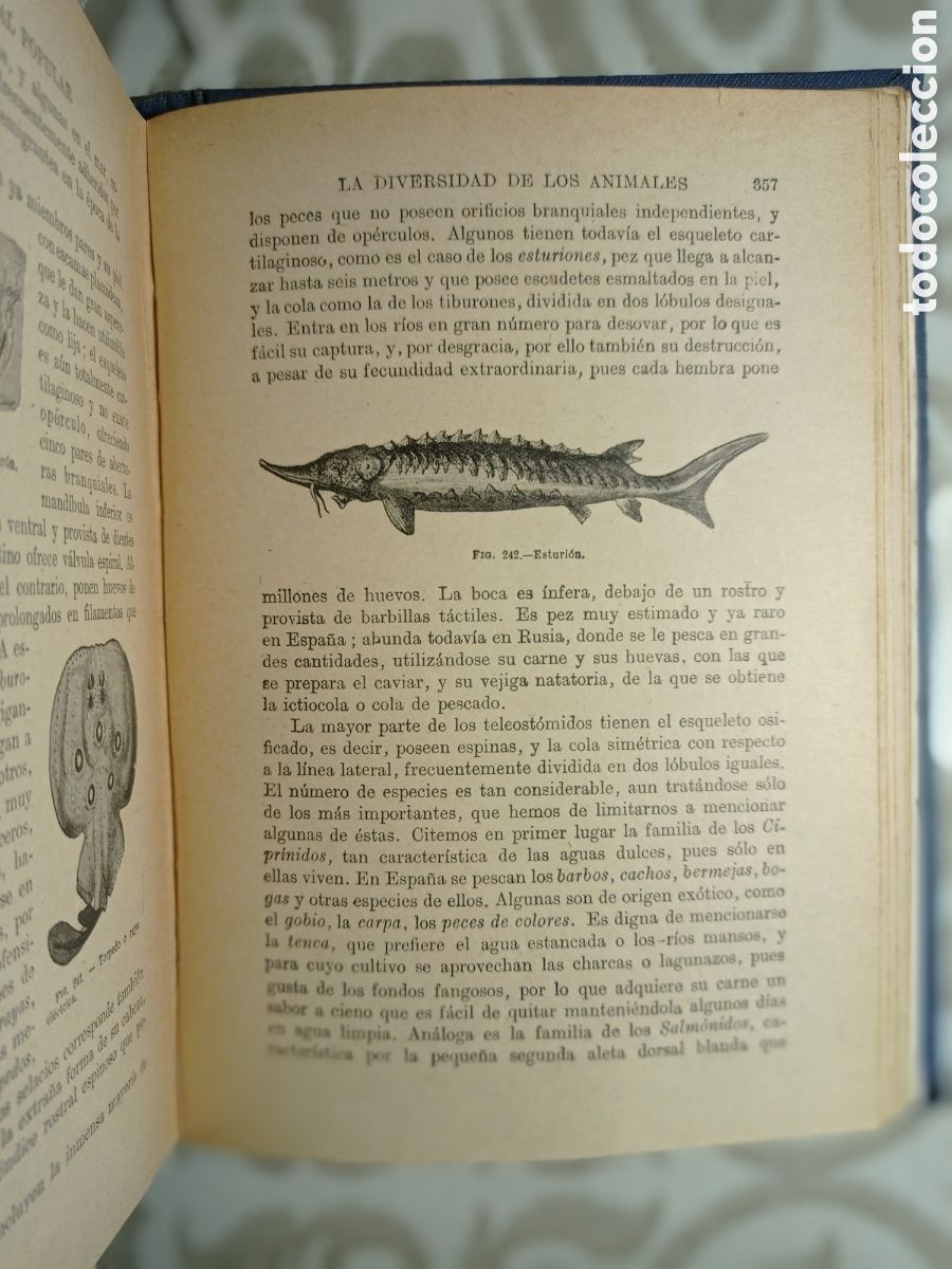 Libros de segunda mano: CELSO AR&Eacute;VALO. HISTORIA NATURAL. ED. SOPENA. 1947. - Foto 6