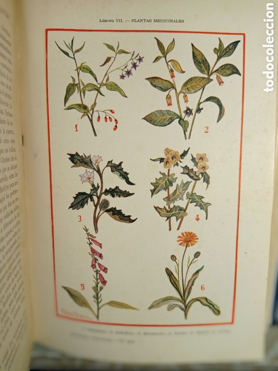 Libros de segunda mano: CELSO AR&Eacute;VALO. HISTORIA NATURAL. ED. SOPENA. 1947. - Foto 7