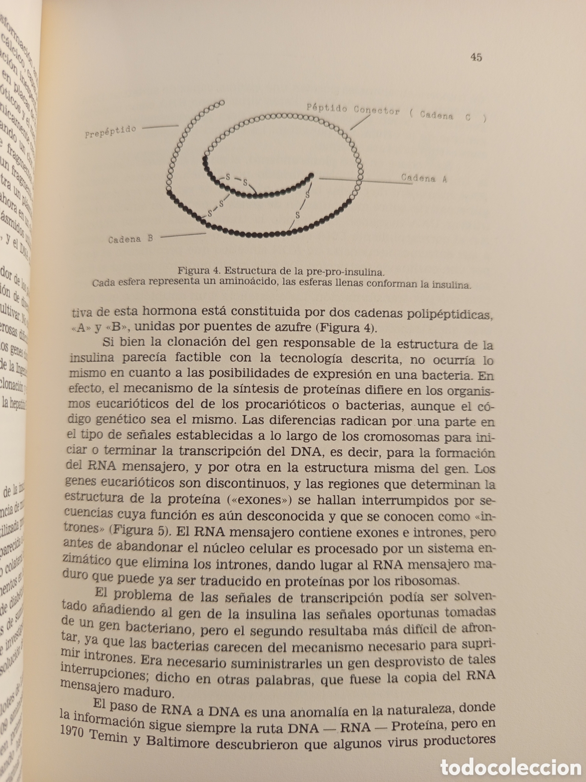 Libros de segunda mano: ESTUDIS BALEARICS N&deg; 13 (DOSSIER CENTENARI MENDEL) - Foto 5