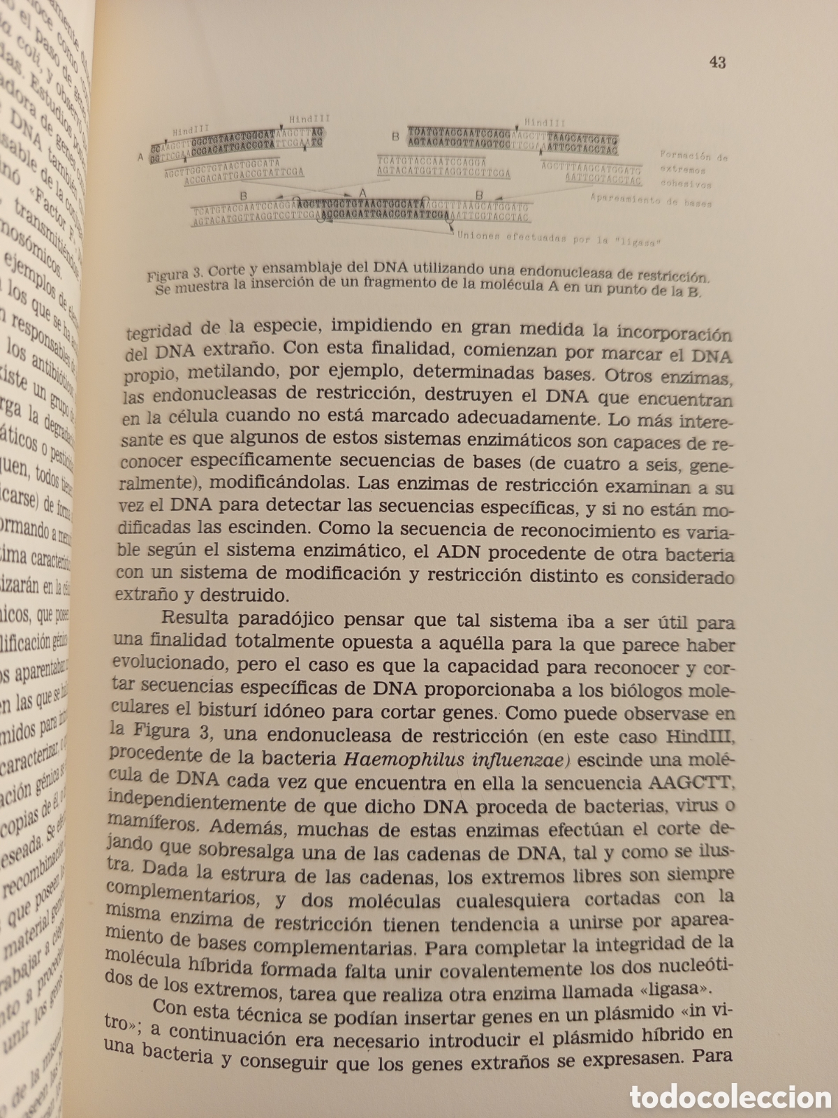 Libros de segunda mano: ESTUDIS BALEARICS N&deg; 13 (DOSSIER CENTENARI MENDEL) - Foto 6