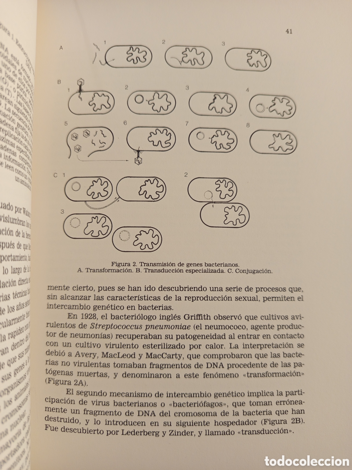 Libros de segunda mano: ESTUDIS BALEARICS N&deg; 13 (DOSSIER CENTENARI MENDEL) - Foto 7