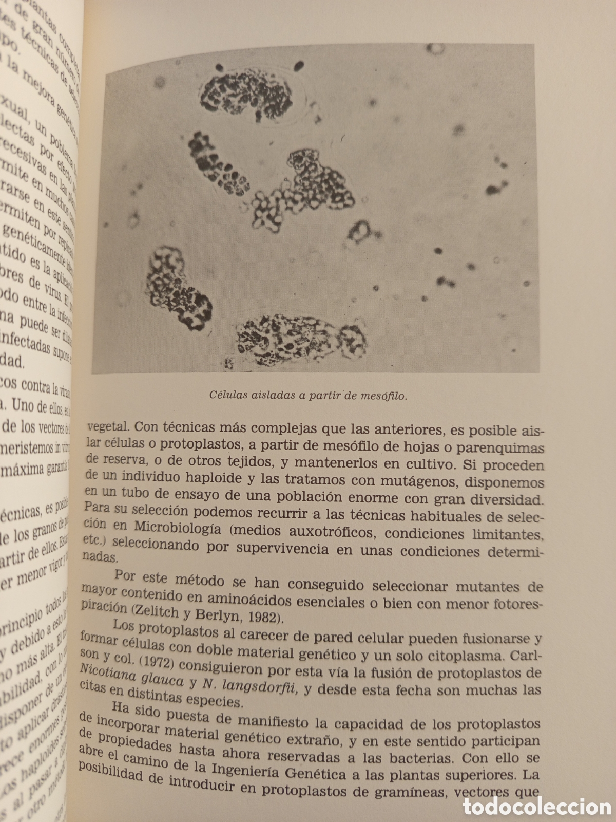 Libros de segunda mano: ESTUDIS BALEARICS N&deg; 13 (DOSSIER CENTENARI MENDEL) - Foto 8