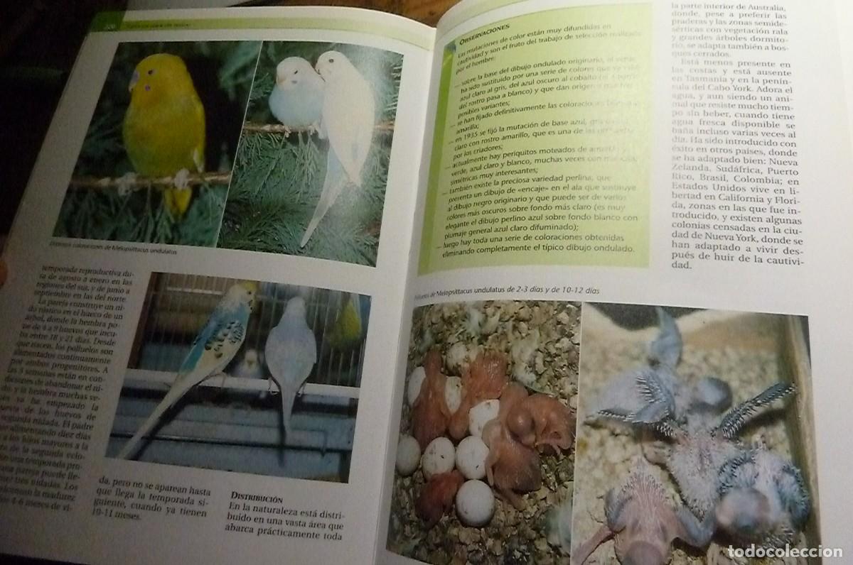 Libros de segunda mano: Todos los Loros del Mundo. Ravazzi, Conzo. - Foto 5