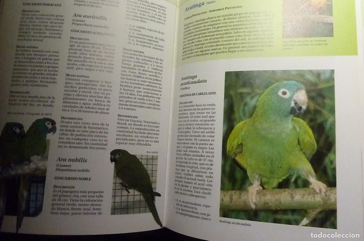 Libros de segunda mano: Todos los Loros del Mundo. Ravazzi, Conzo. - Foto 7