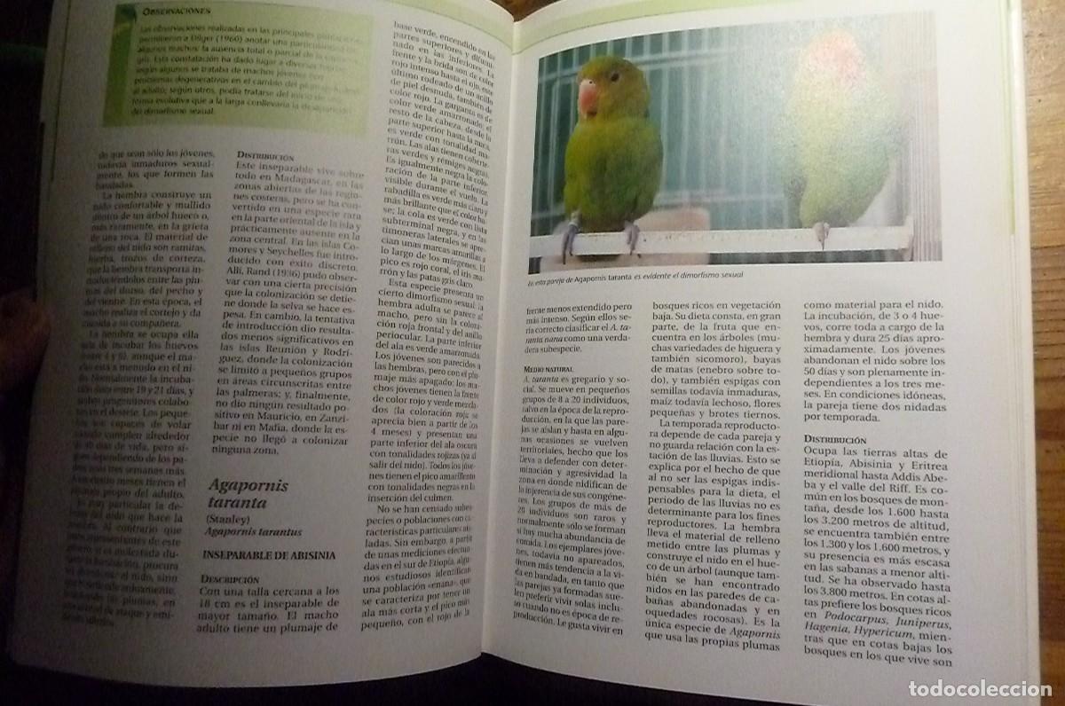 Libros de segunda mano: Todos los Loros del Mundo. Ravazzi, Conzo. - Foto 9