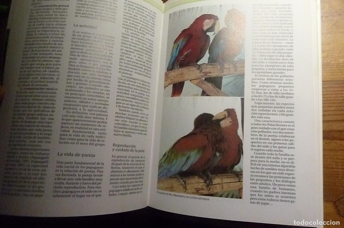 Libros de segunda mano: Todos los Loros del Mundo. Ravazzi, Conzo. - Foto 10