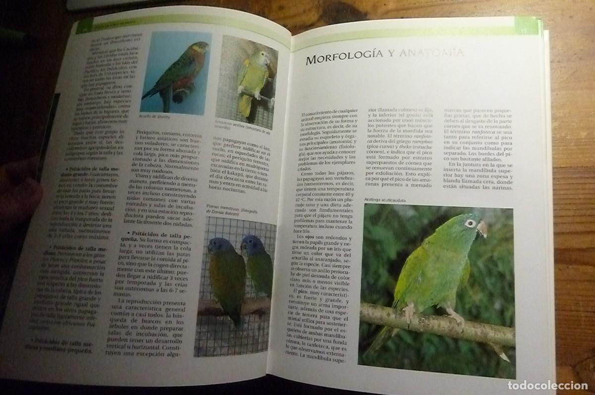 Libros de segunda mano: Todos los Loros del Mundo. Ravazzi, Conzo. - Foto 11