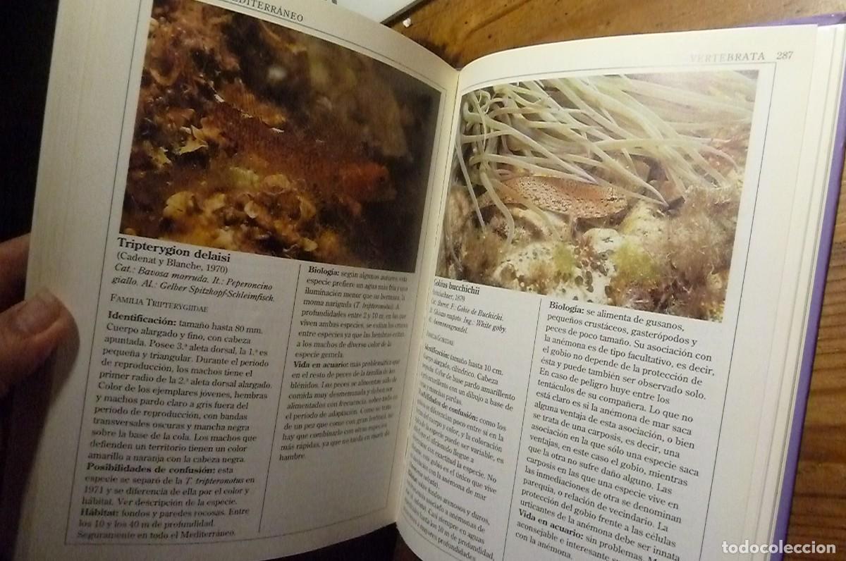 Libros de segunda mano: Fauna Marina del Mediterr&aacute;neo. Helmut G&ouml;thel - Foto 4