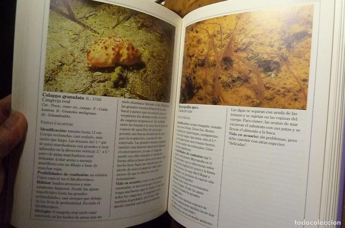 Libros de segunda mano: Fauna Marina del Mediterr&aacute;neo. Helmut G&ouml;thel - Foto 5