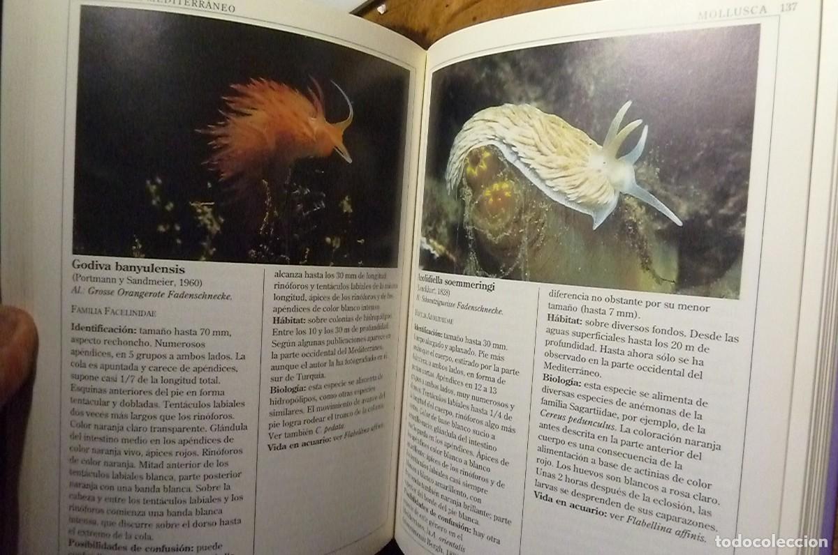 Libros de segunda mano: Fauna Marina del Mediterr&aacute;neo. Helmut G&ouml;thel - Foto 6