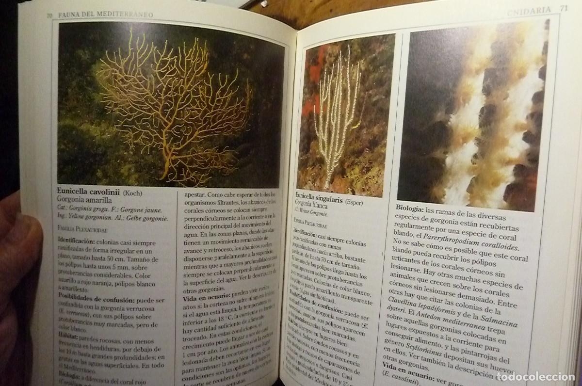 Libros de segunda mano: Fauna Marina del Mediterr&aacute;neo. Helmut G&ouml;thel - Foto 7