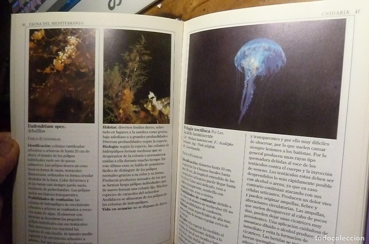 Libros de segunda mano: Fauna Marina del Mediterr&aacute;neo. Helmut G&ouml;thel - Foto 8