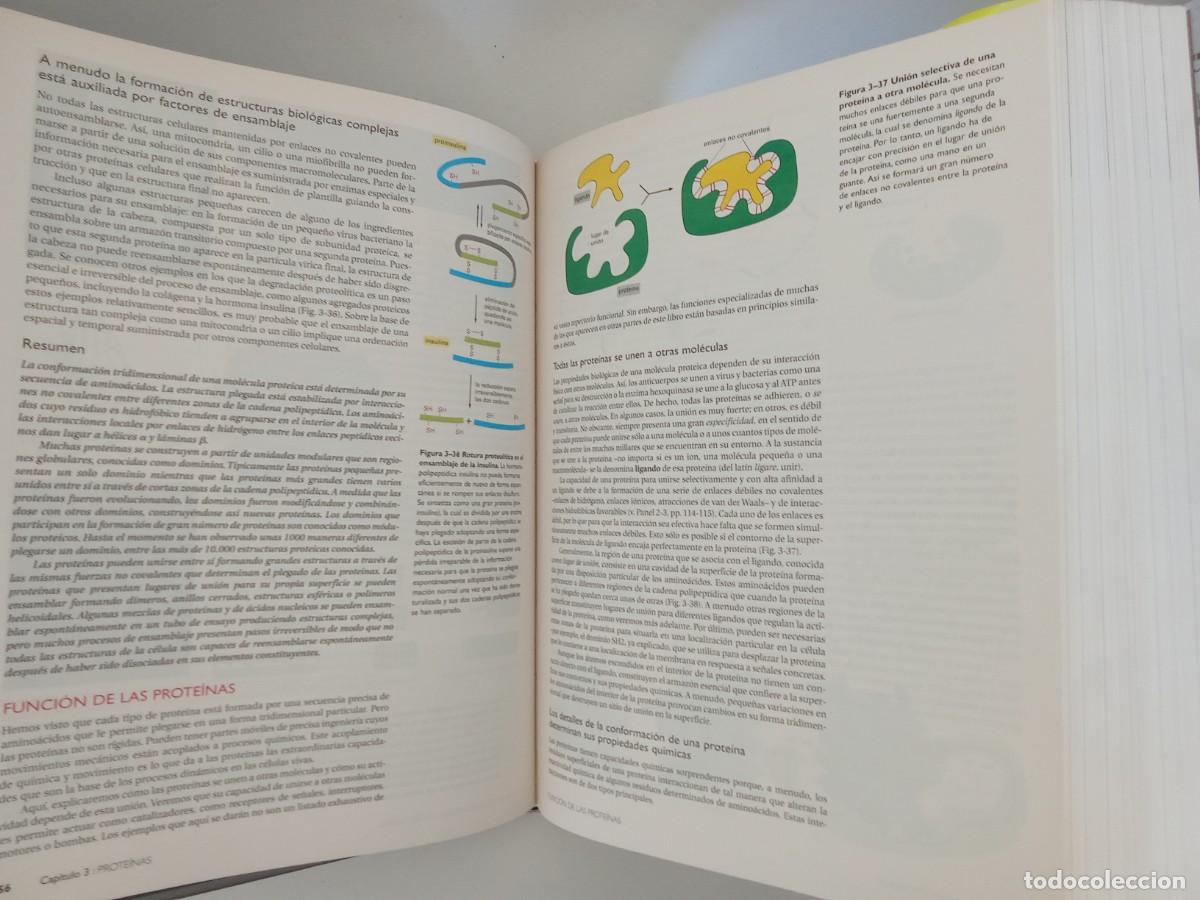 Libros de segunda mano: Biolog&iacute;a molecular de la c&eacute;lula - Foto 2