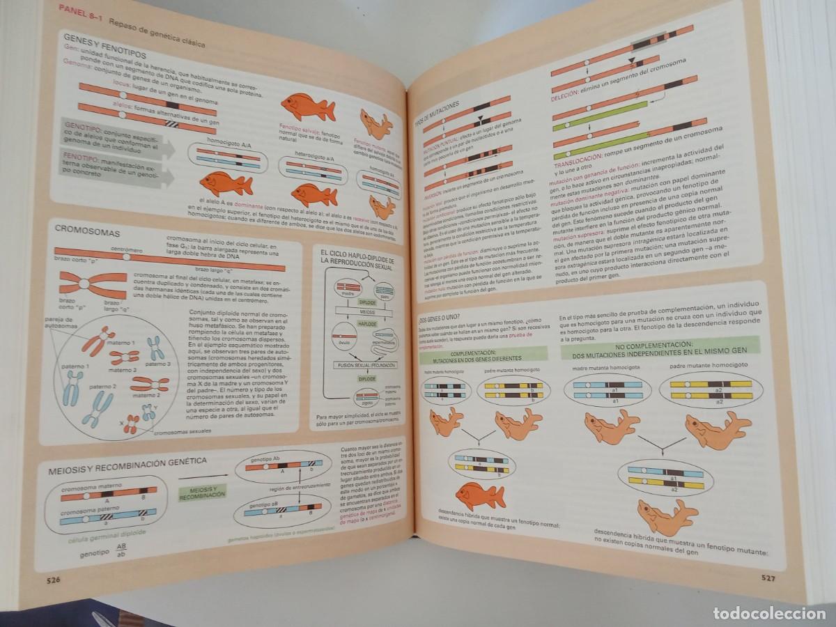 Libros de segunda mano: Biolog&iacute;a molecular de la c&eacute;lula - Foto 3