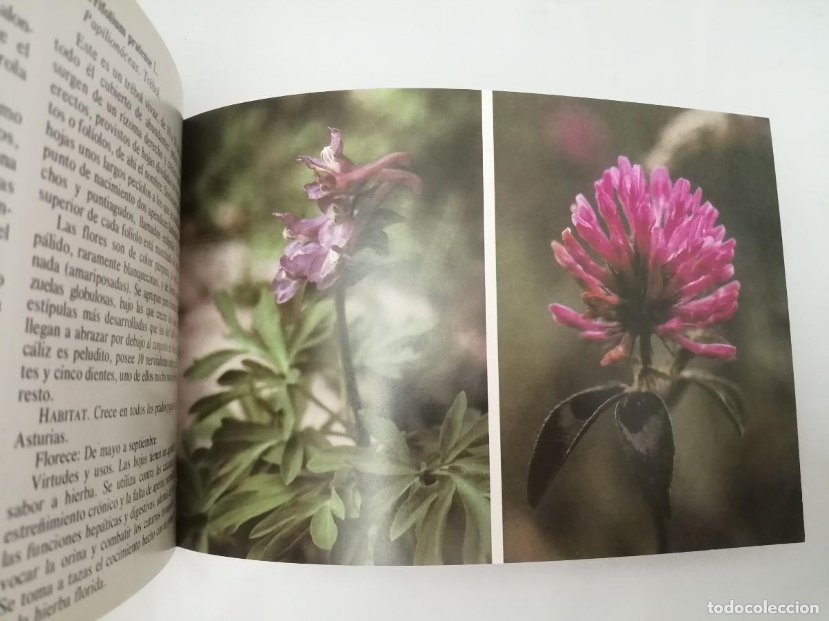Libros de segunda mano: Flores de Asturias (tercera edici&oacute;n) - Foto 3