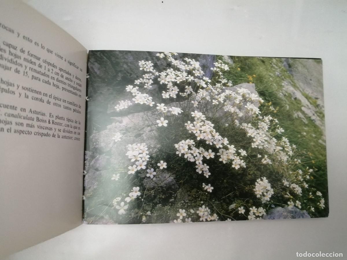 Libros de segunda mano: Flores de Asturias (tercera edici&oacute;n) - Foto 4