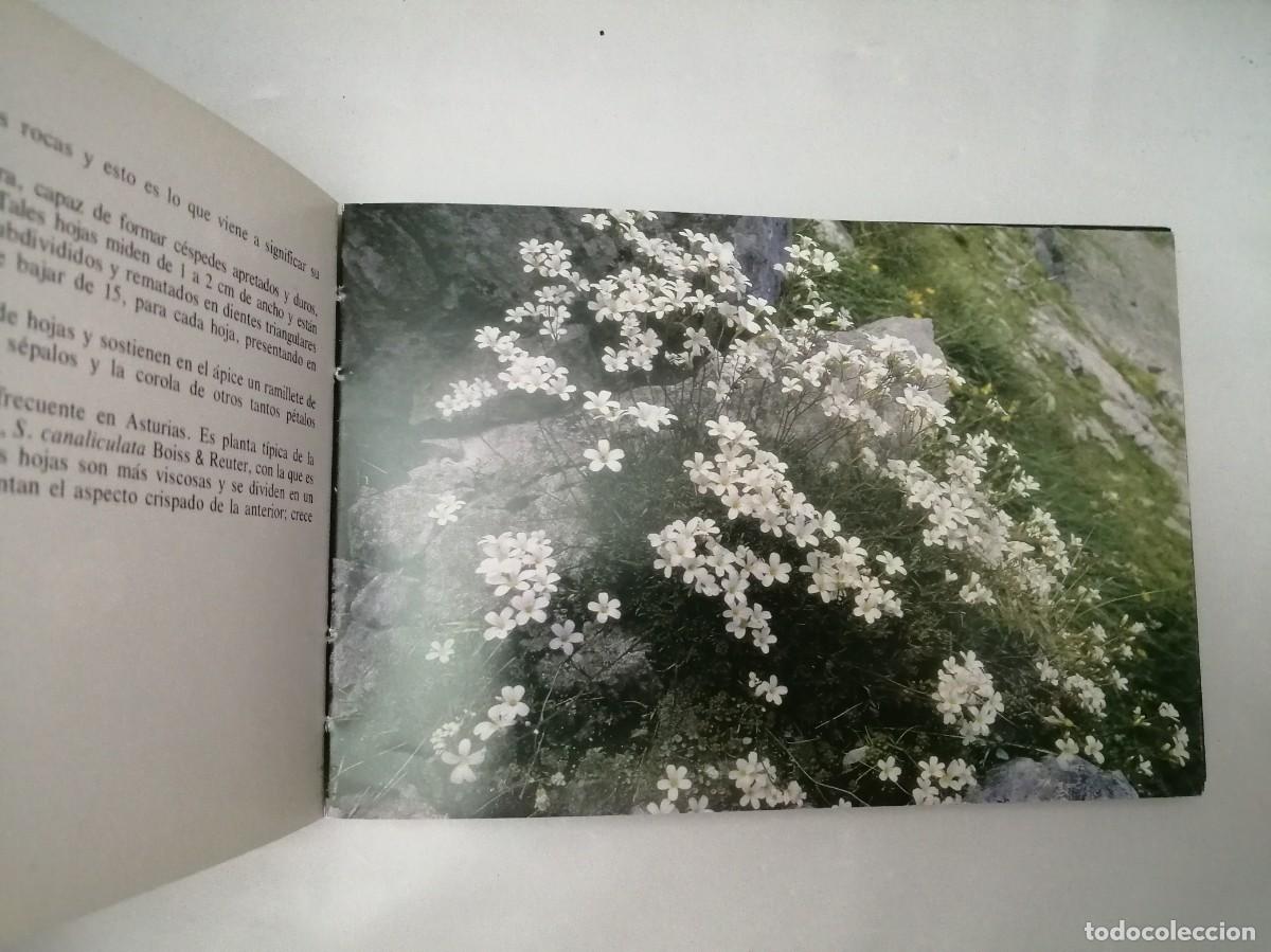 Libros de segunda mano: Flores de Asturias (tercera edici&oacute;n) - Foto 5