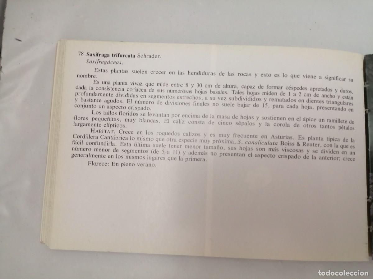 Libros de segunda mano: Flores de Asturias (tercera edici&oacute;n) - Foto 6