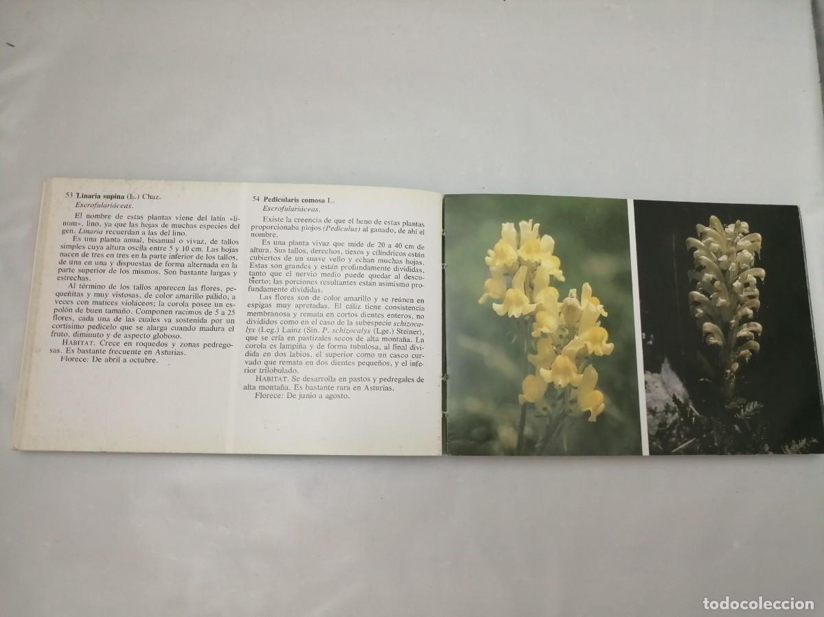 Libros de segunda mano: Flores de Asturias (tercera edici&oacute;n) - Foto 7