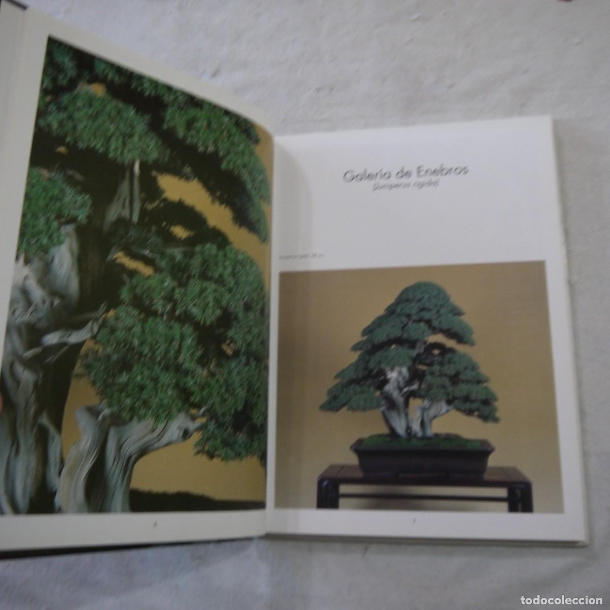 Libros de segunda mano: LOS ENEBROS (JUNIPERUS RIGIDA). C&Oacute;MO SE FORMAN LOS BONS&Aacute;I - 2004 - Foto 5