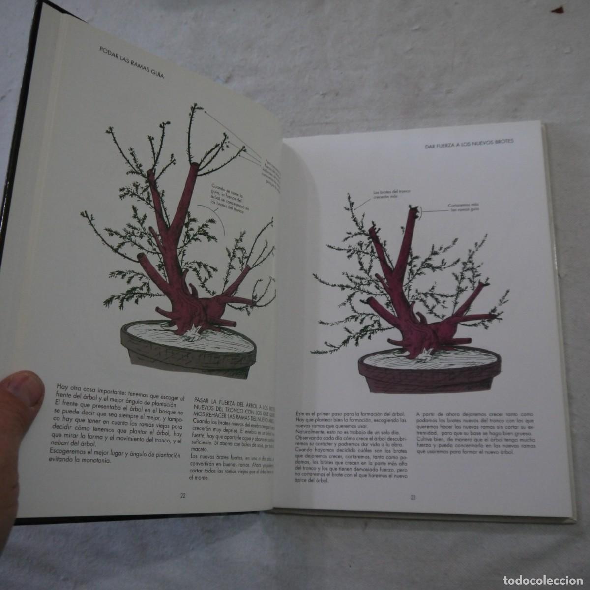 Libros de segunda mano: LOS ENEBROS (JUNIPERUS RIGIDA). C&Oacute;MO SE FORMAN LOS BONS&Aacute;I - 2004 - Foto 7