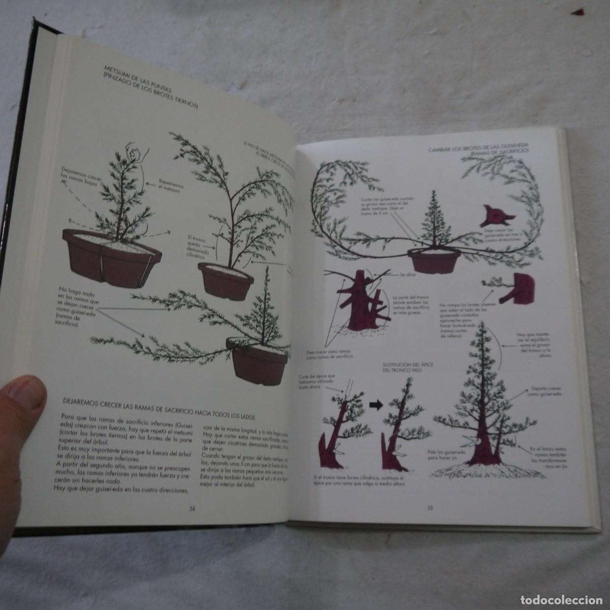 Libros de segunda mano: LOS ENEBROS (JUNIPERUS RIGIDA). C&Oacute;MO SE FORMAN LOS BONS&Aacute;I - 2004 - Foto 9