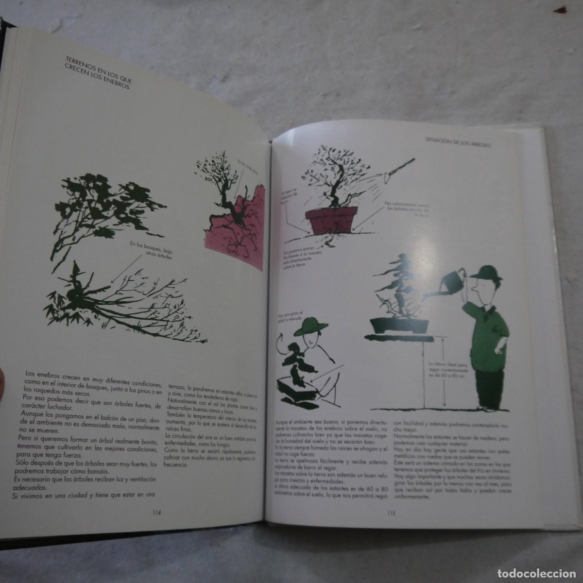 Libros de segunda mano: LOS ENEBROS (JUNIPERUS RIGIDA). C&Oacute;MO SE FORMAN LOS BONS&Aacute;I - 2004 - Foto 12