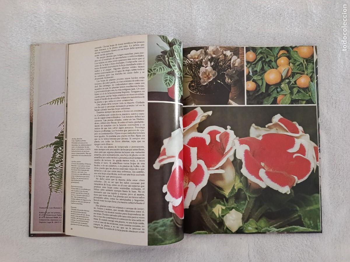 Libros de segunda mano: FLORES Y PLANTAS EN CASA - Foto 6