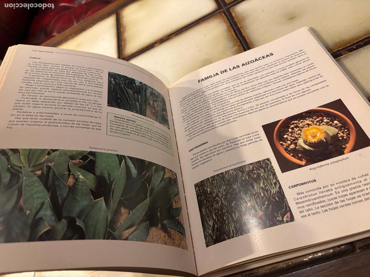 Libros de segunda mano: Gu&iacute;a para el cuidado de cactus y plantas crasas. - Foto 4