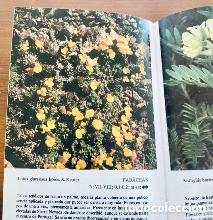 Libros de segunda mano: PLANTAS SILVESTRES DE LA PENINSULA IBERICA. RUPICOLAS. - Foto 3