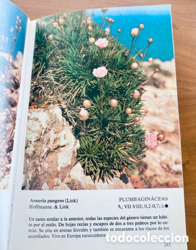 Libros de segunda mano: PLANTAS SILVESTRES DE LA PENINSULA IBERICA. RUPICOLAS. - Foto 4