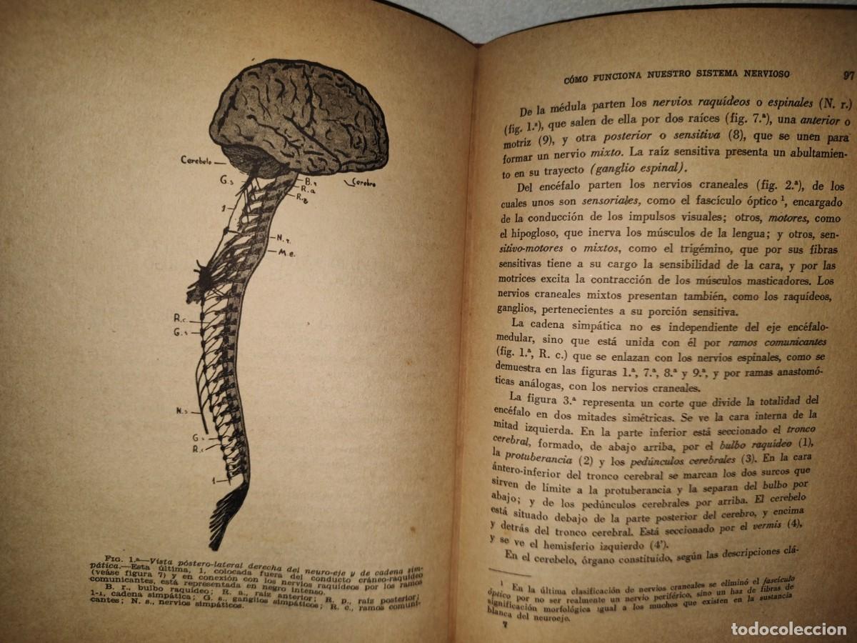 Libros de segunda mano de ciencias: 213- C&Oacute;MO FUNCIONA NUESTRO SISTEMA NERVIOSO - RAM&Oacute;N L&Oacute;PEZ PRIETO - Foto 7