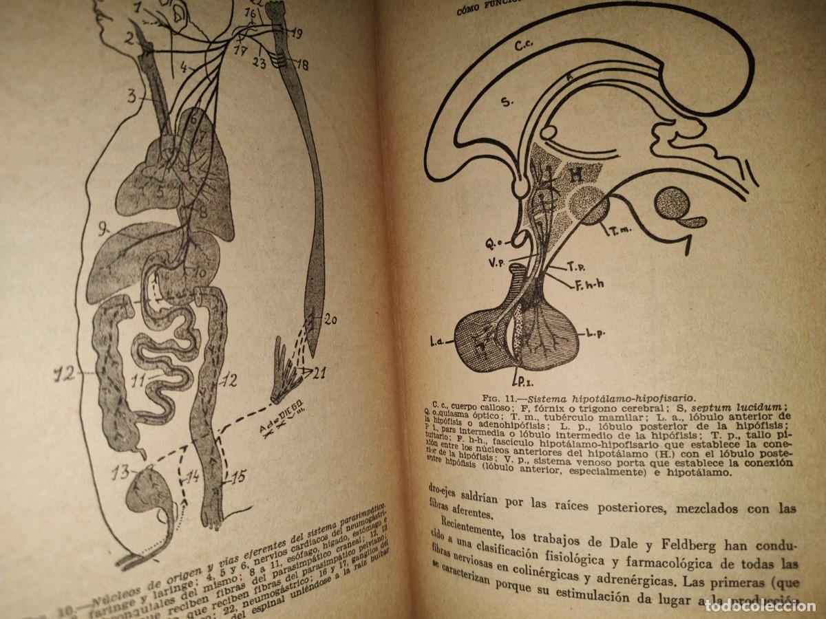 Libros de segunda mano de ciencias: 213- C&Oacute;MO FUNCIONA NUESTRO SISTEMA NERVIOSO - RAM&Oacute;N L&Oacute;PEZ PRIETO - Foto 8