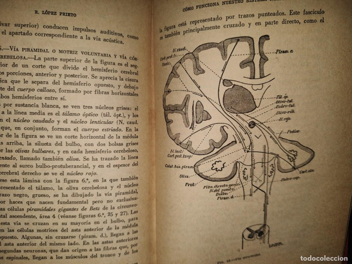 Libros de segunda mano de ciencias: 213- C&Oacute;MO FUNCIONA NUESTRO SISTEMA NERVIOSO - RAM&Oacute;N L&Oacute;PEZ PRIETO - Foto 9