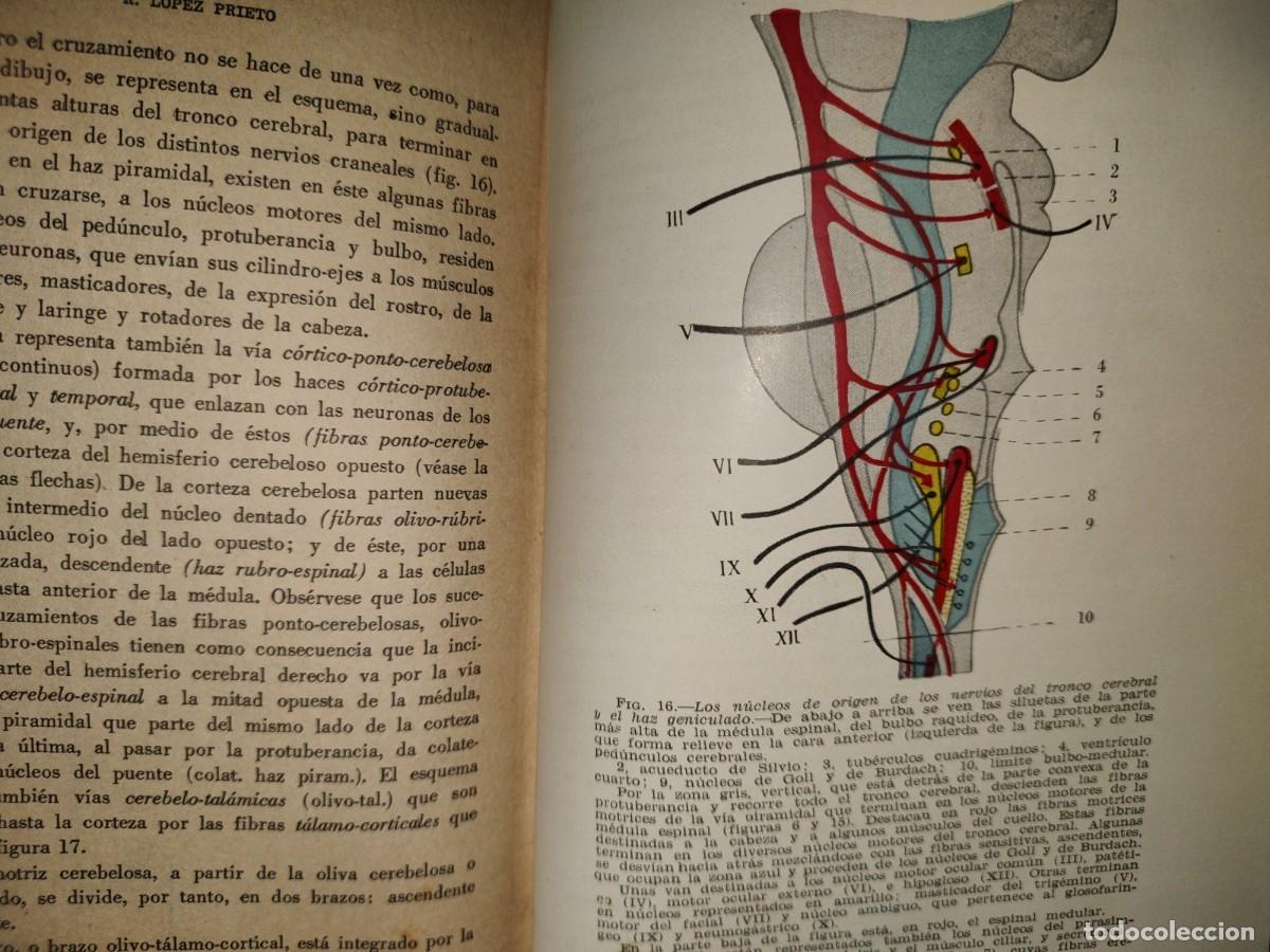 Libros de segunda mano de ciencias: 213- C&Oacute;MO FUNCIONA NUESTRO SISTEMA NERVIOSO - RAM&Oacute;N L&Oacute;PEZ PRIETO - Foto 10