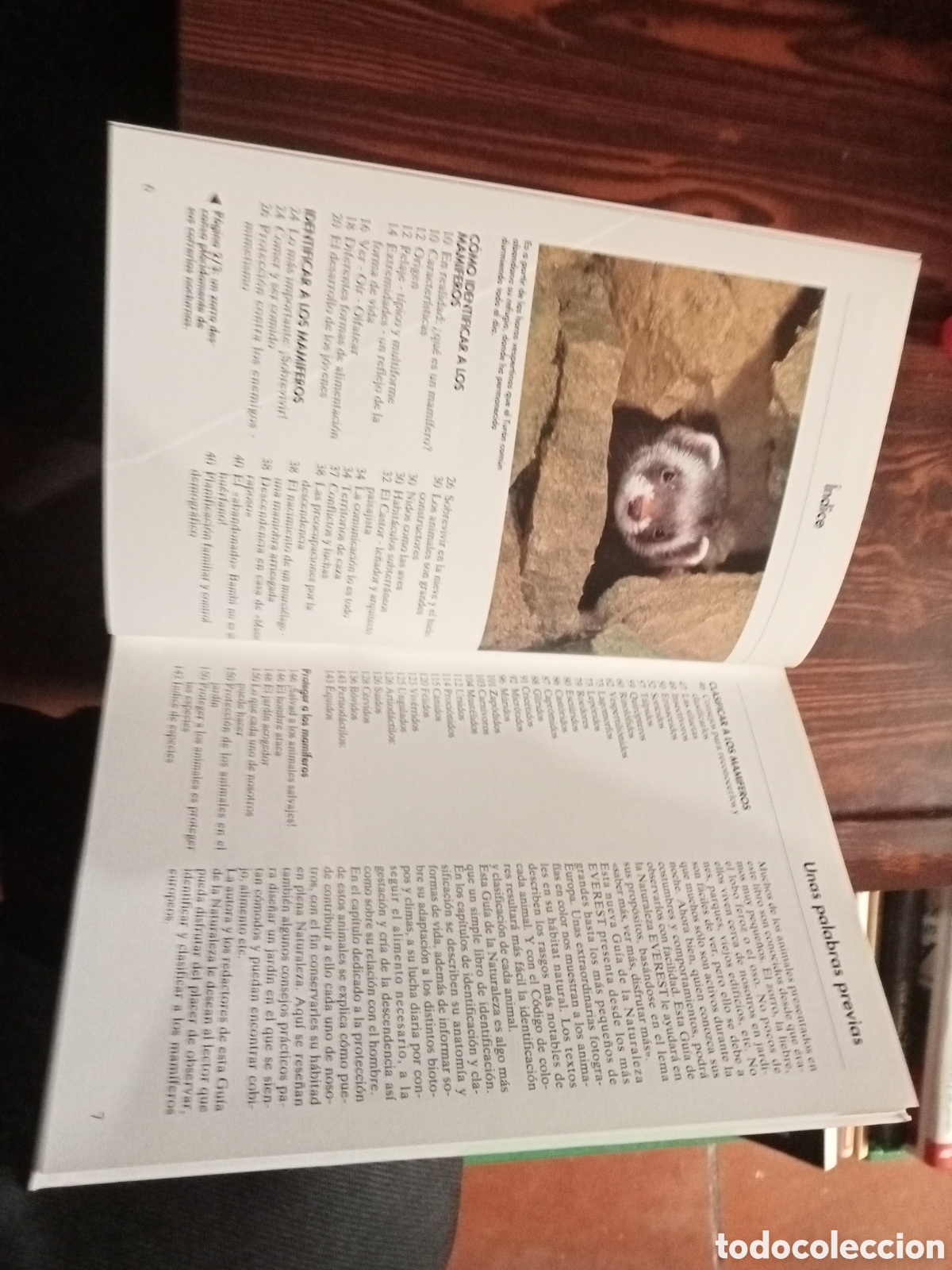 Libros de segunda mano: MAMIFEROS - COMO CLASIFICARLOS, CONOCERLOS Y PROTEGERLOS - Foto 3