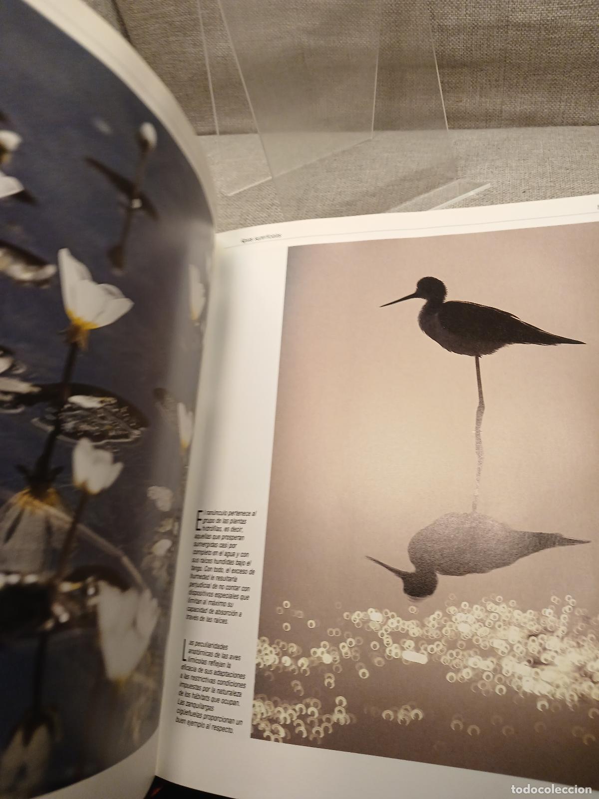 Libros de segunda mano: Espa&ntilde;a herida - Joaquin Araujo - Foto 3