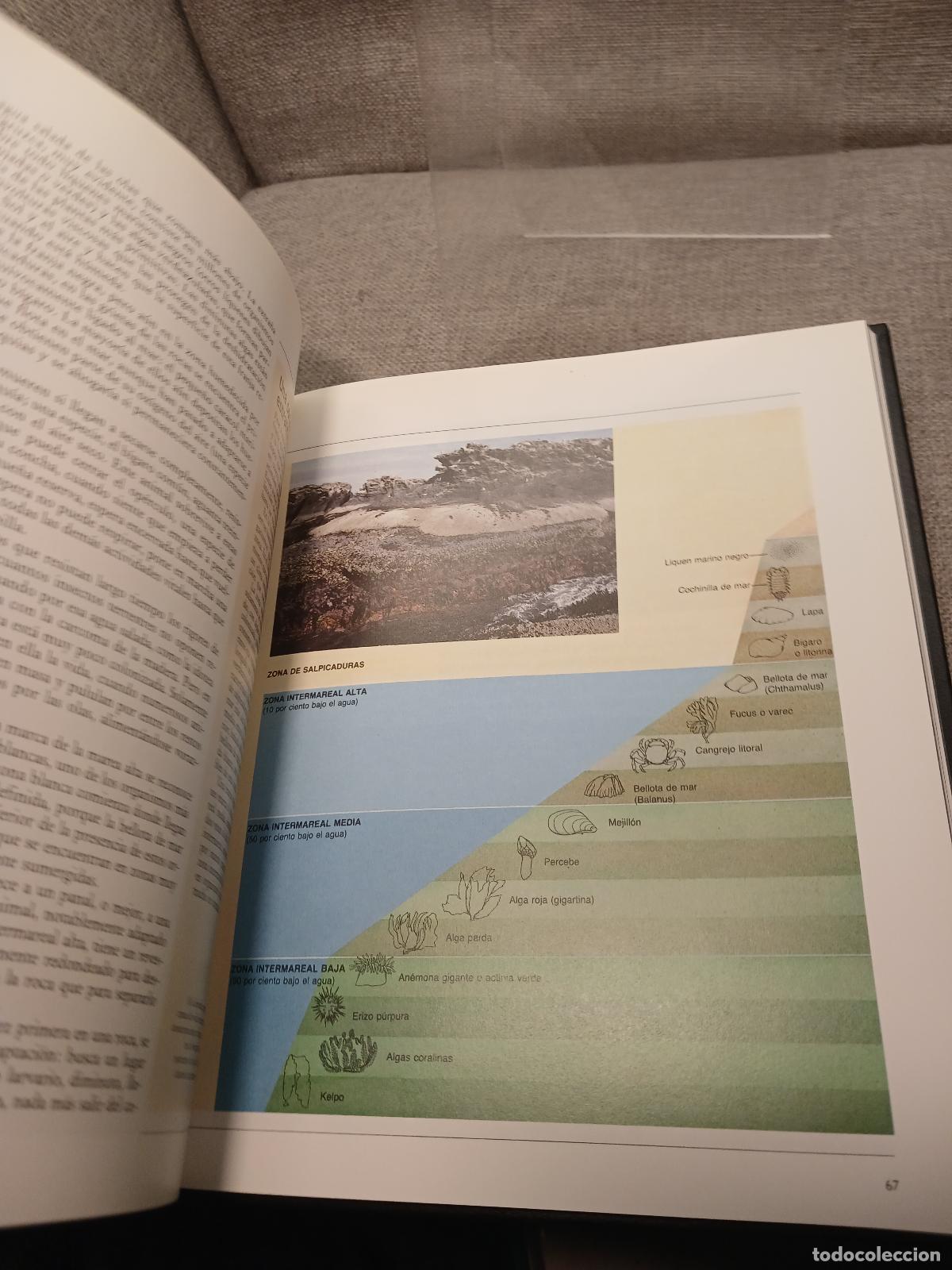 Libros de segunda mano: Los Litorales Marinos - Russell Sackett - Foto 2