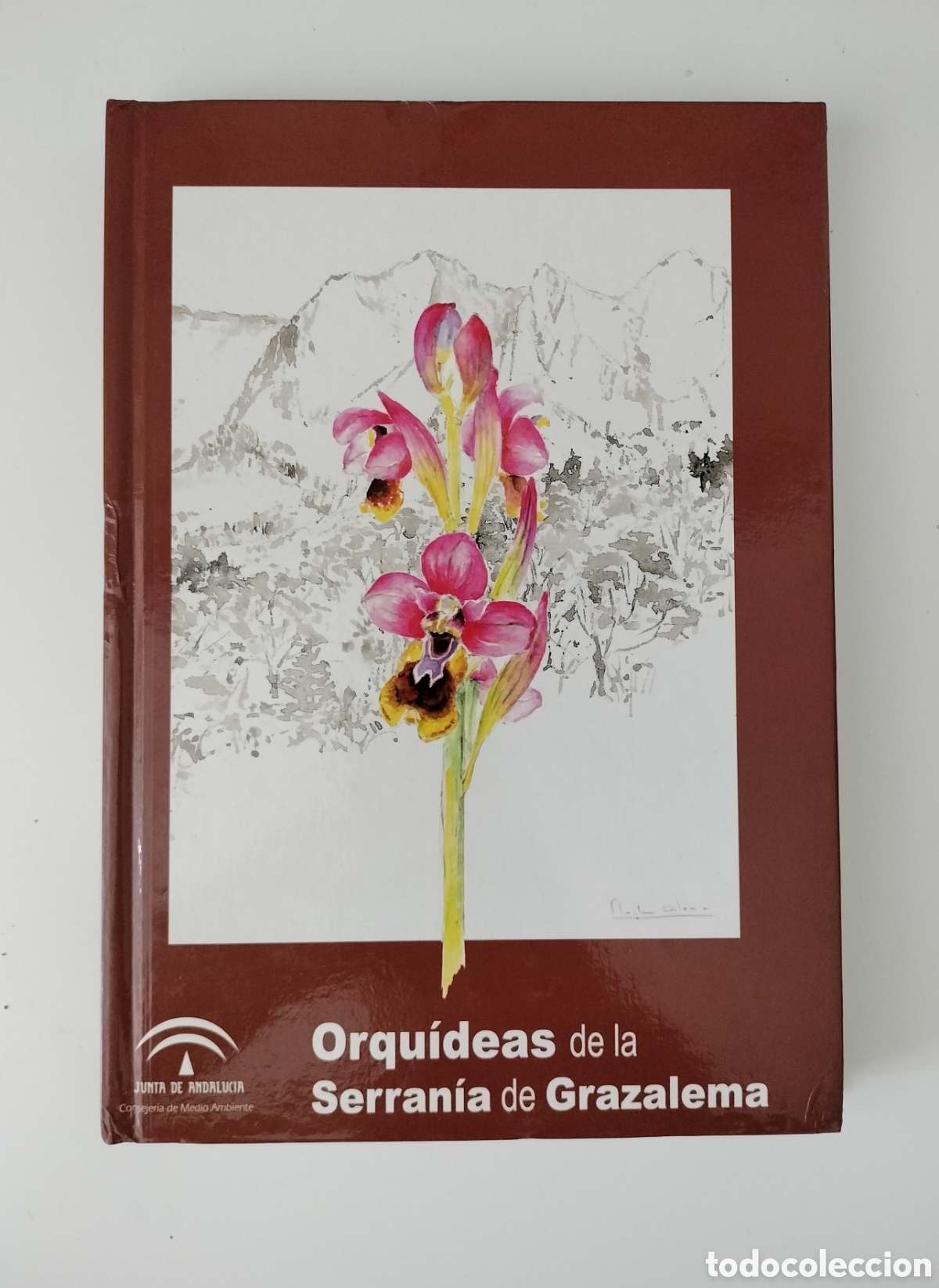 Libros de segunda mano: ORQU&Iacute;DEAS DE LA SERRAN&Iacute;A DE GRAZALEMA. C&Aacute;DIZ. SIERRA DE GRAZALEMA