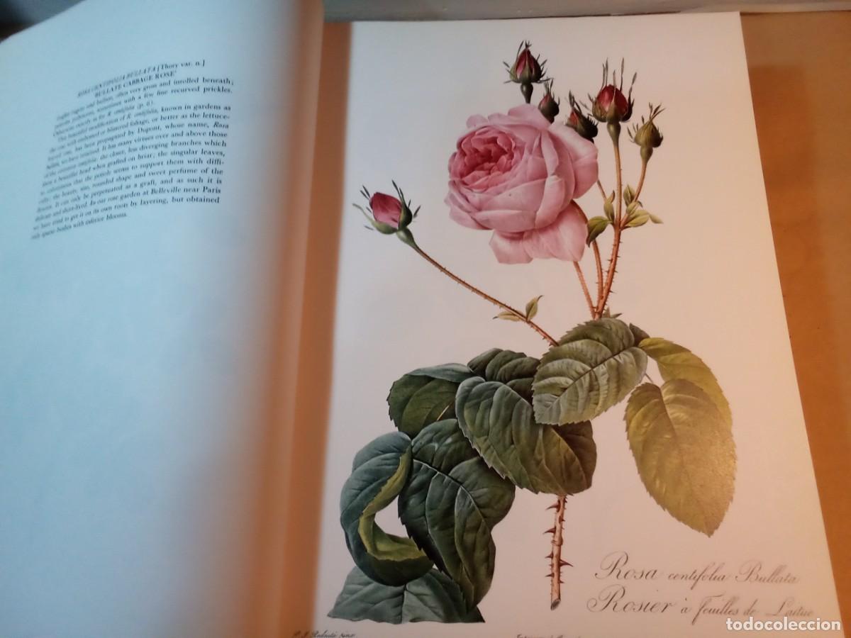 Libros de segunda mano: REDOUTES ROSES DE PIERRE JOSEPH REDOUT&Eacute;. En ingl&eacute;s. - Foto 5