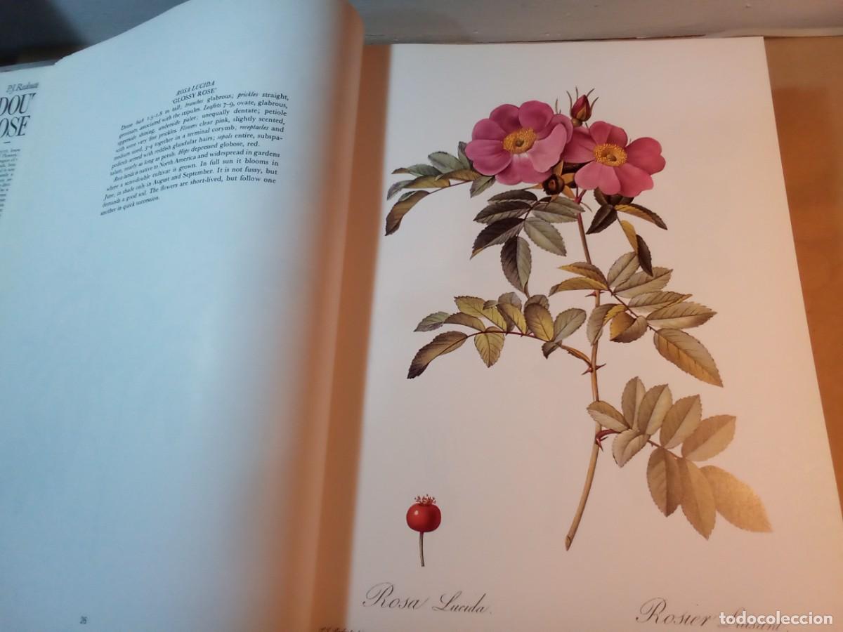 Libros de segunda mano: REDOUTES ROSES DE PIERRE JOSEPH REDOUT&Eacute;. En ingl&eacute;s. - Foto 6