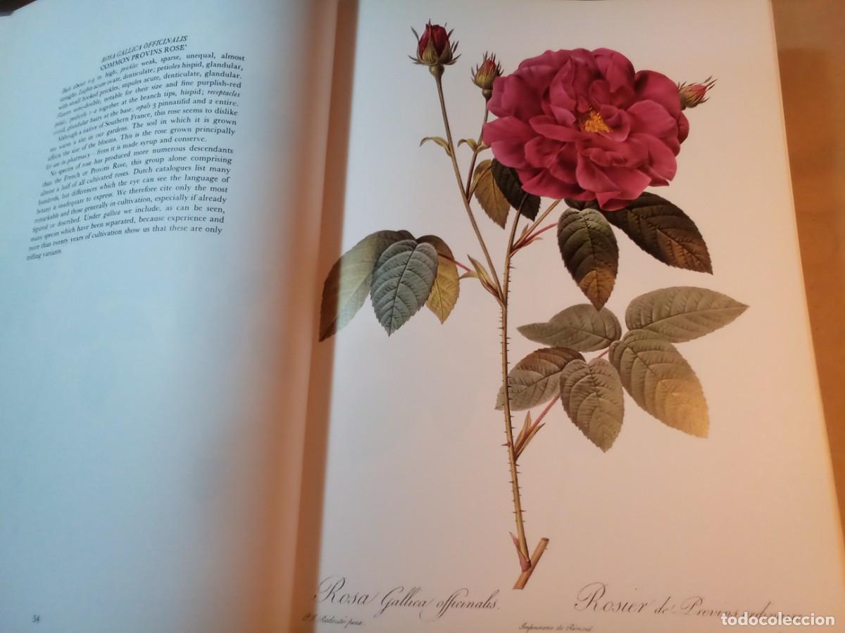 Libros de segunda mano: REDOUTES ROSES DE PIERRE JOSEPH REDOUT&Eacute;. En ingl&eacute;s. - Foto 8