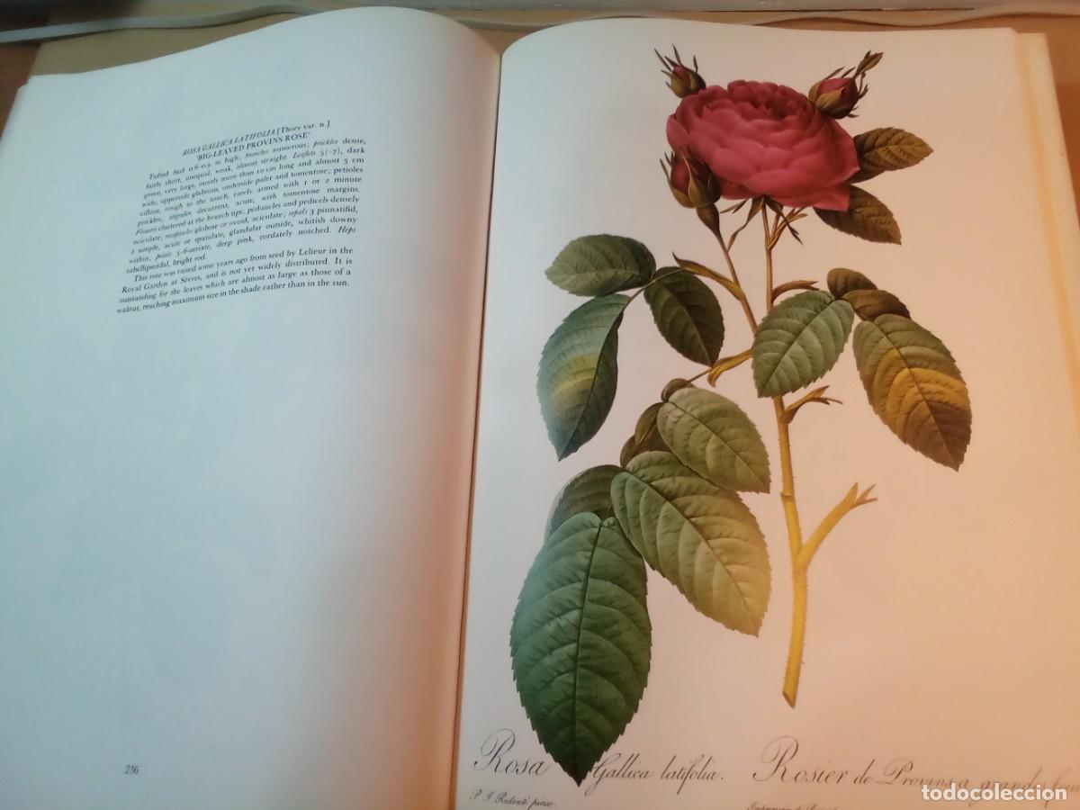Libros de segunda mano: REDOUTES ROSES DE PIERRE JOSEPH REDOUT&Eacute;. En ingl&eacute;s. - Foto 9