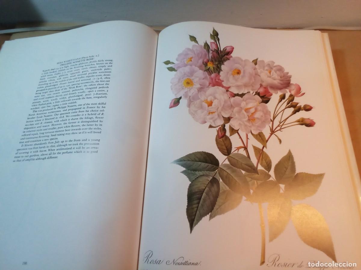 Libros de segunda mano: REDOUTES ROSES DE PIERRE JOSEPH REDOUT&Eacute;. En ingl&eacute;s. - Foto 10