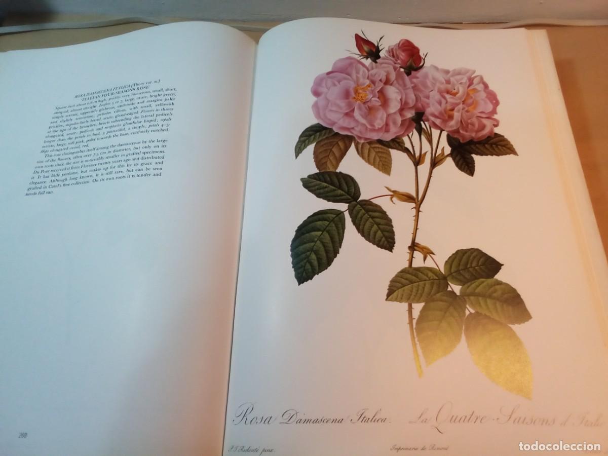 Libros de segunda mano: REDOUTES ROSES DE PIERRE JOSEPH REDOUT&Eacute;. En ingl&eacute;s. - Foto 11