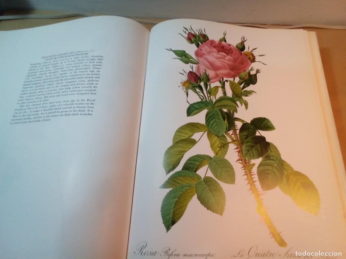 Libros de segunda mano: REDOUTES ROSES DE PIERRE JOSEPH REDOUT&Eacute;. En ingl&eacute;s. - Foto 12