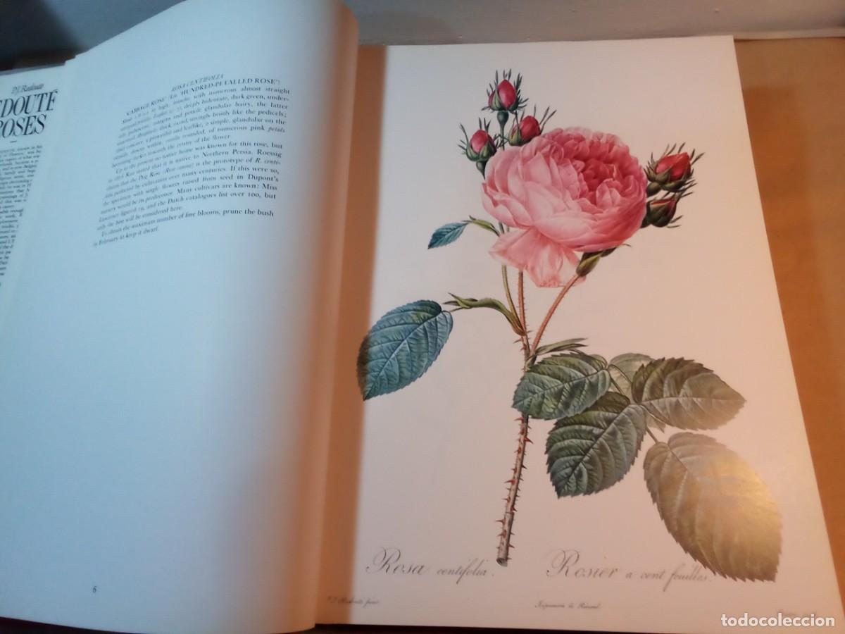 Libros de segunda mano: REDOUTES ROSES DE PIERRE JOSEPH REDOUT&Eacute;. En ingl&eacute;s. - Foto 13