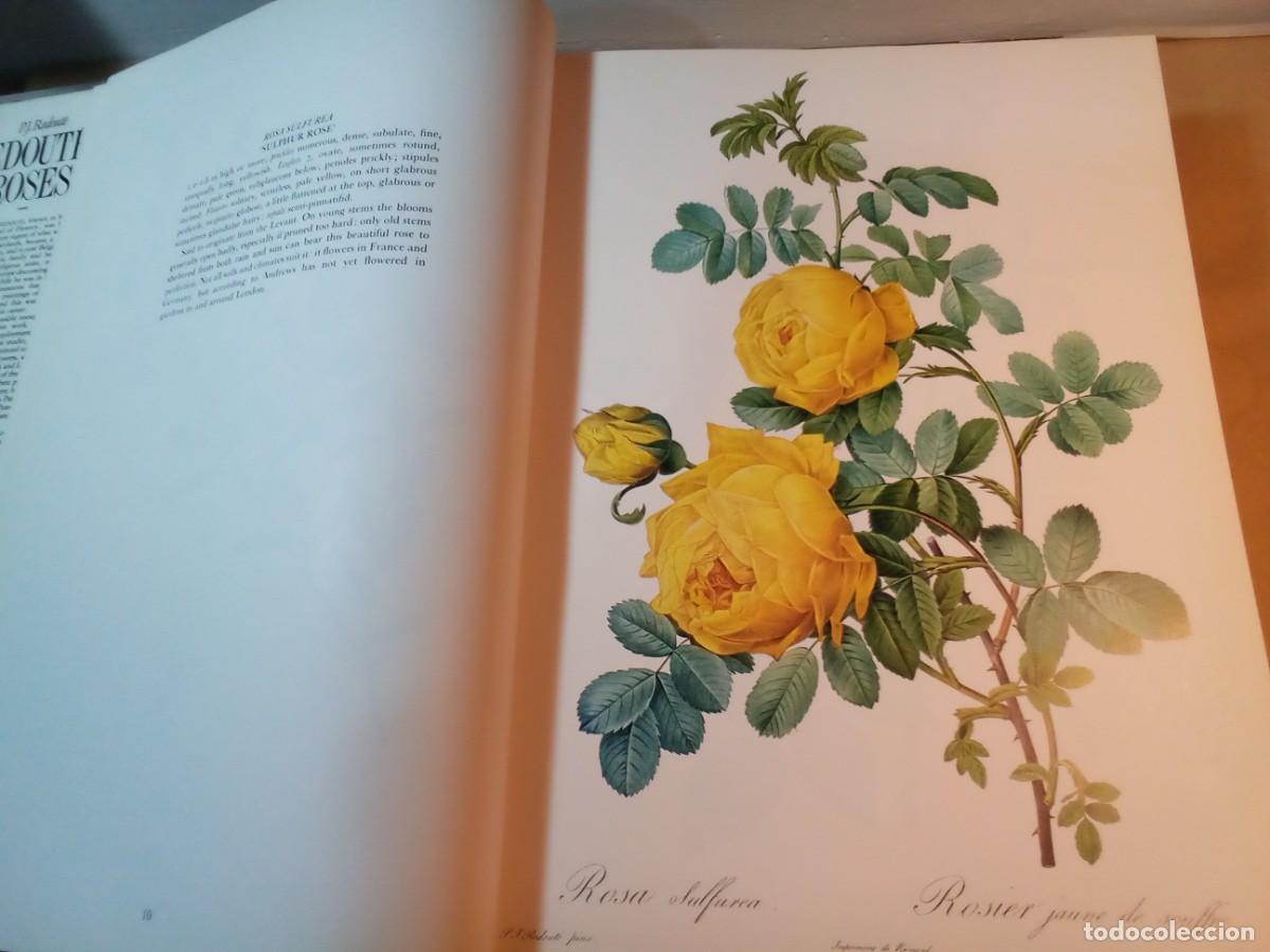 Libros de segunda mano: REDOUTES ROSES DE PIERRE JOSEPH REDOUT&Eacute;. En ingl&eacute;s. - Foto 14